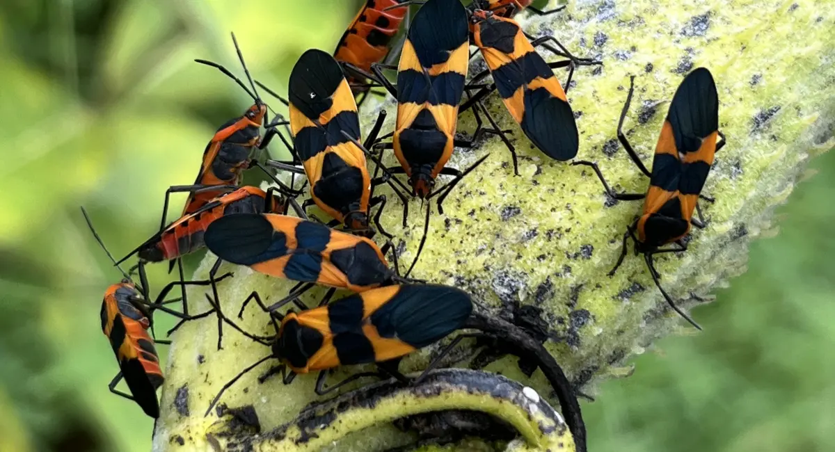 A swarm of milkweed bugs on a milkweed pod