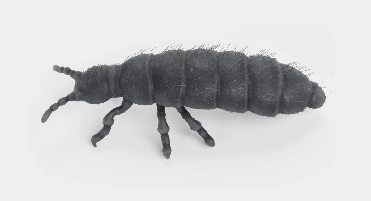 Snow flea
