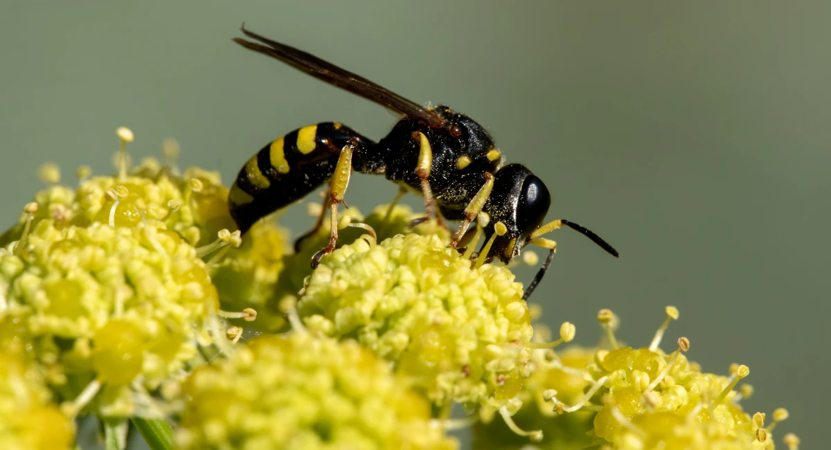 A solitary wasp sitting on some yellow flowers
