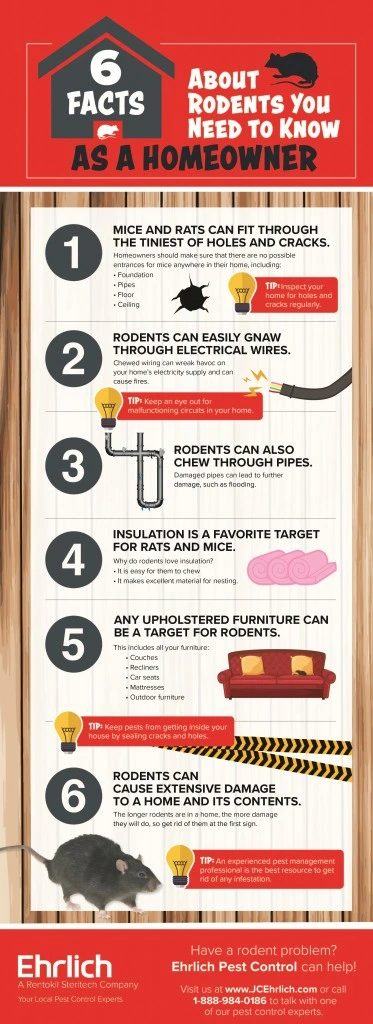 Facts about rodent