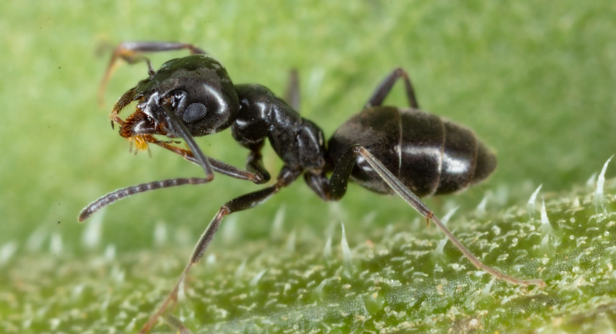 An odorous house ant, black, on a leaf