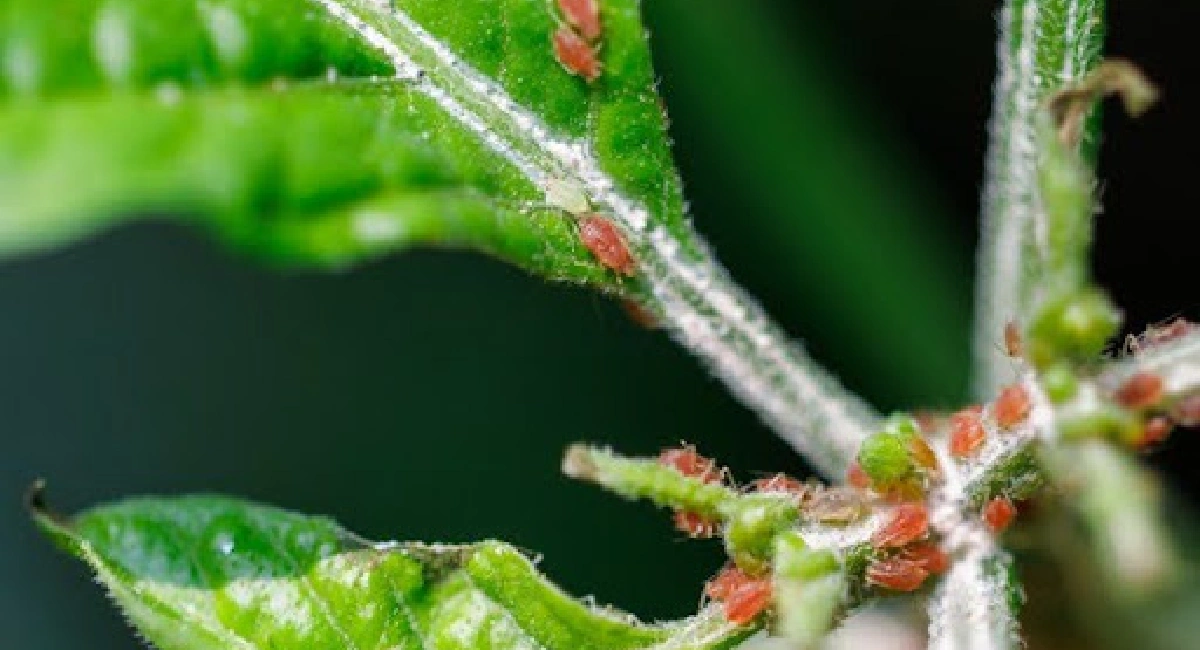 Spider mites on plant