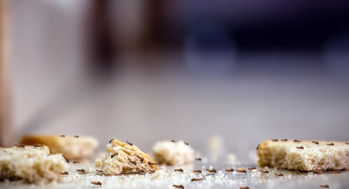 Ants eating bread crumbs