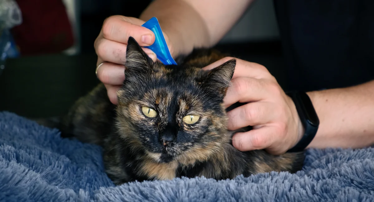 A pet owner uses anti-flea drops to treat their cat.