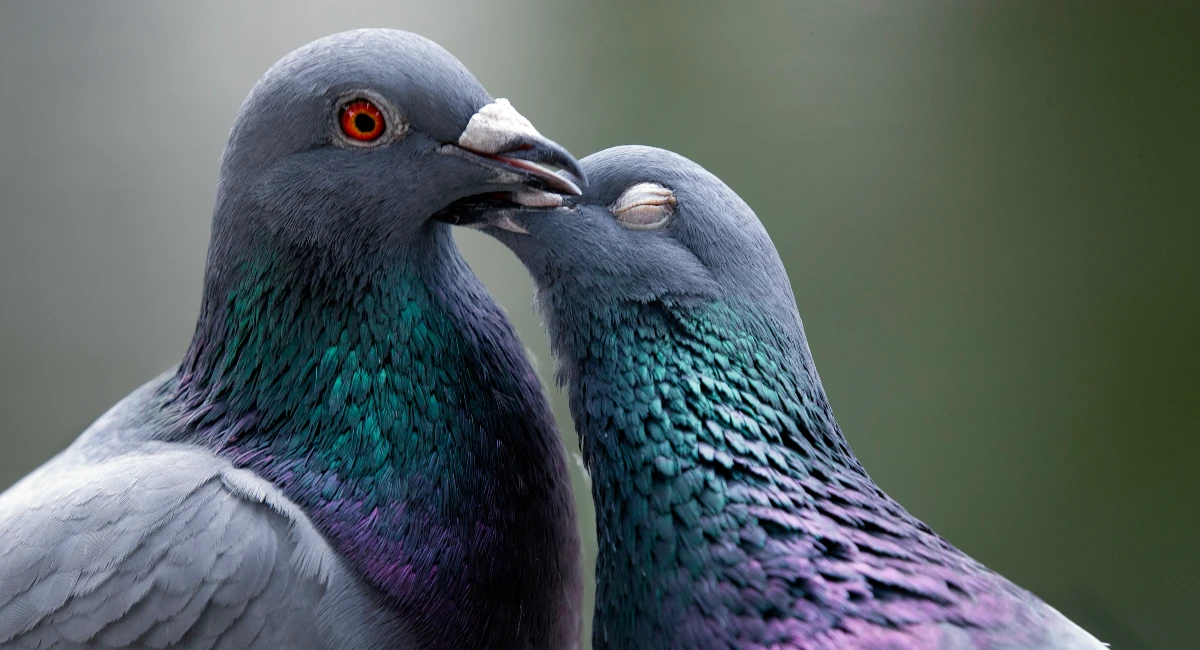 The Pigeon Kiss