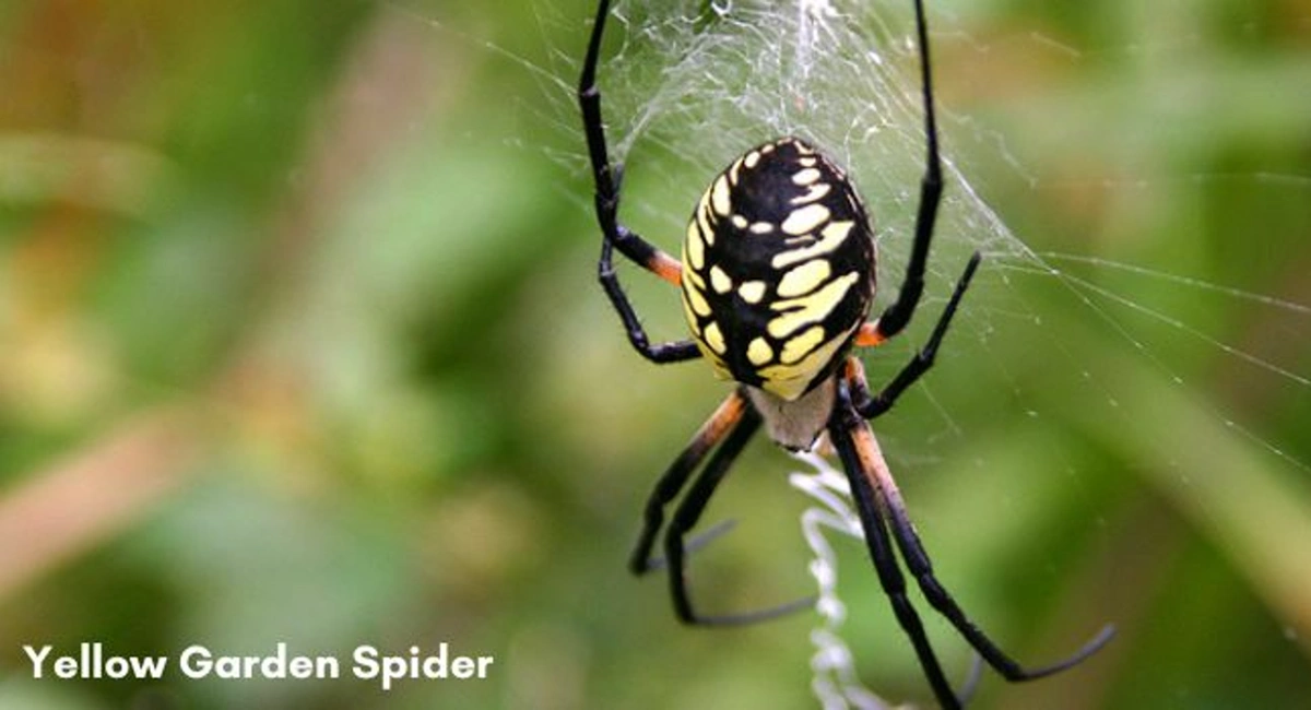 Close up of a colorful golden orb spider outside spinning its distinctive web