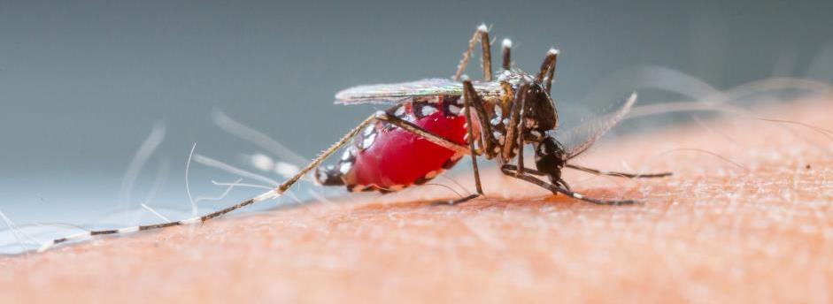 Mosquito on skin biting