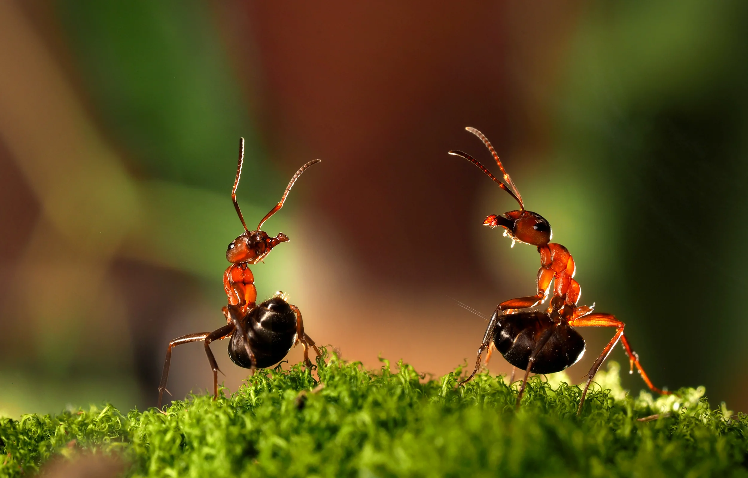 Field ants