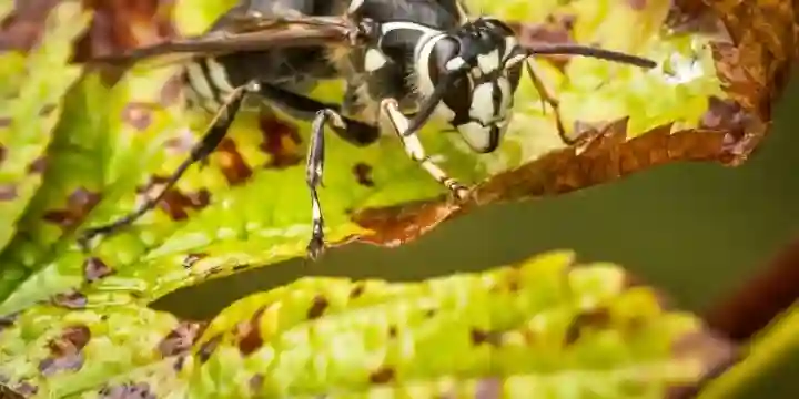 Bald faced hornet