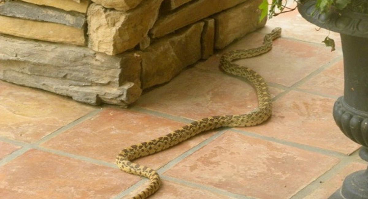 Snake on back porch