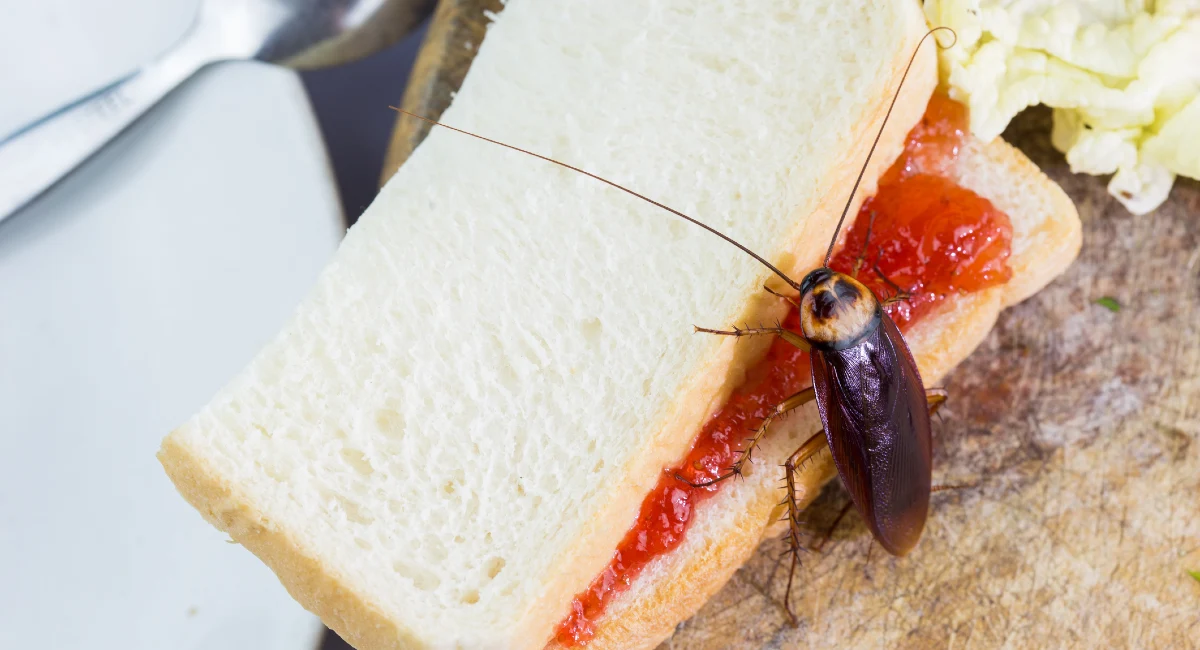 Cockroach on sandwich
