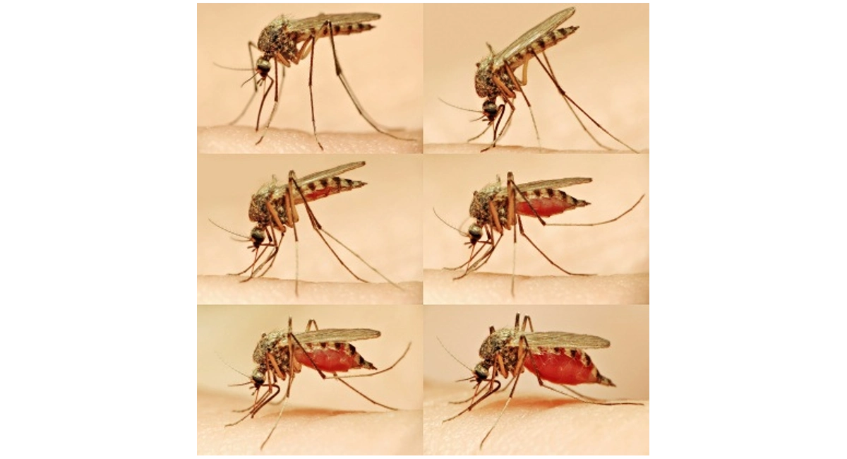 Before and after images of mosquito feeding on human