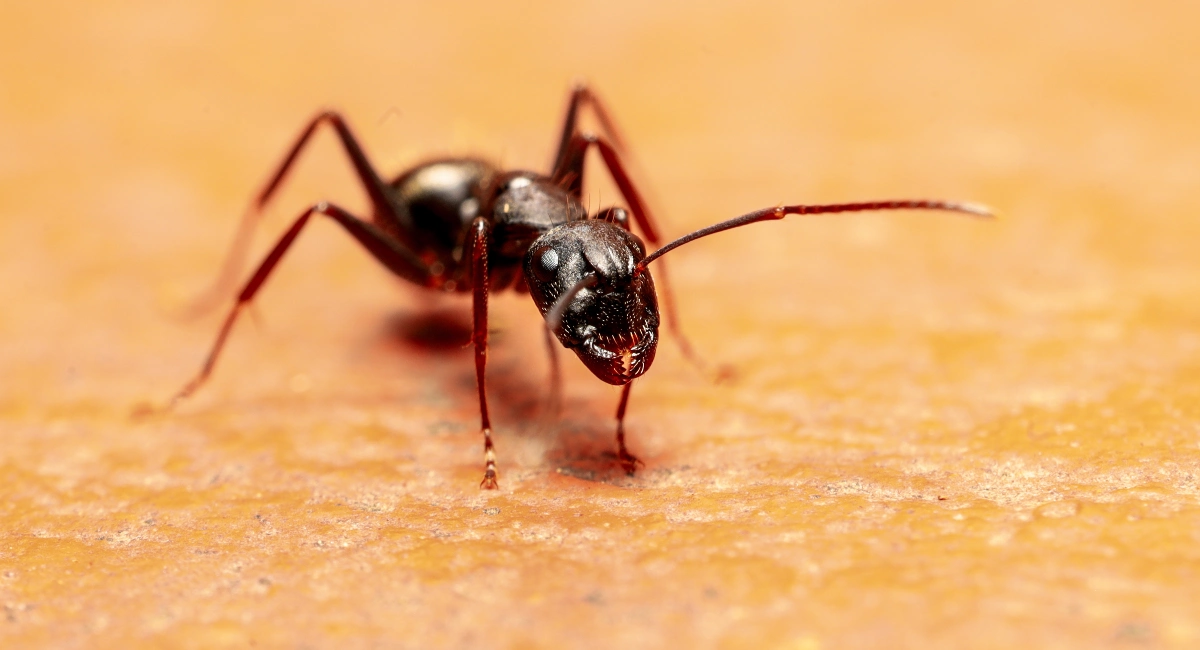 Carpenter ants chew through wood