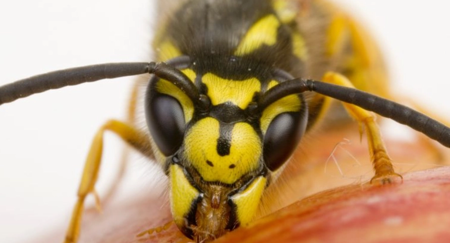The Common wasp