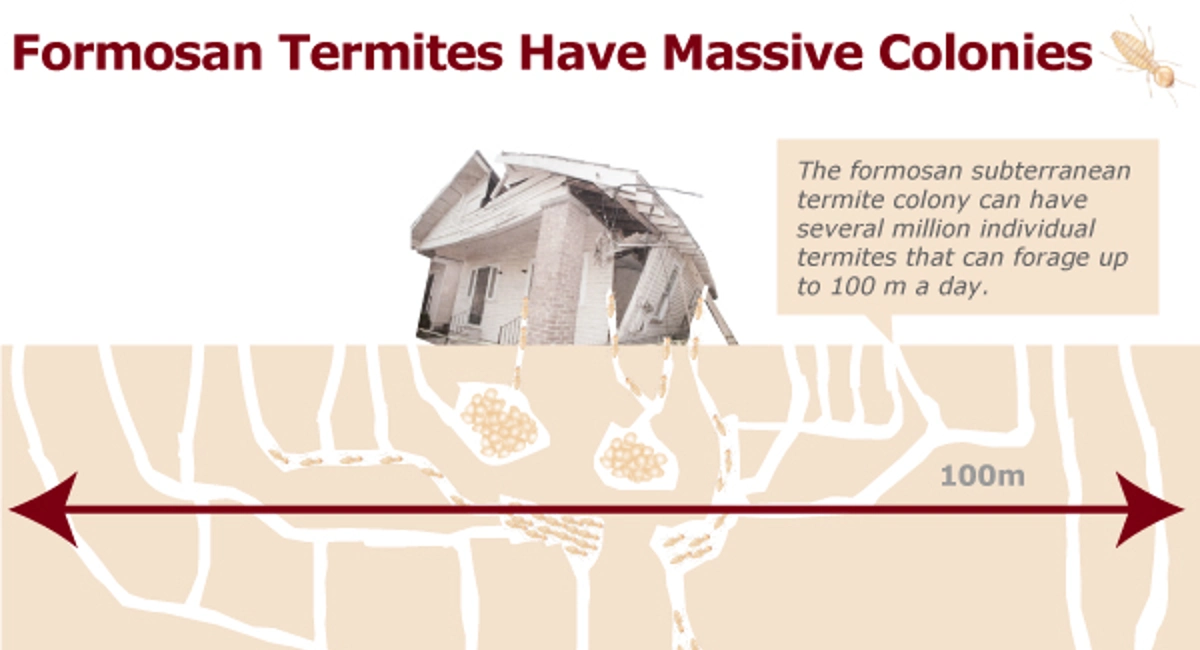 The spread of devastation that can be caused by termites