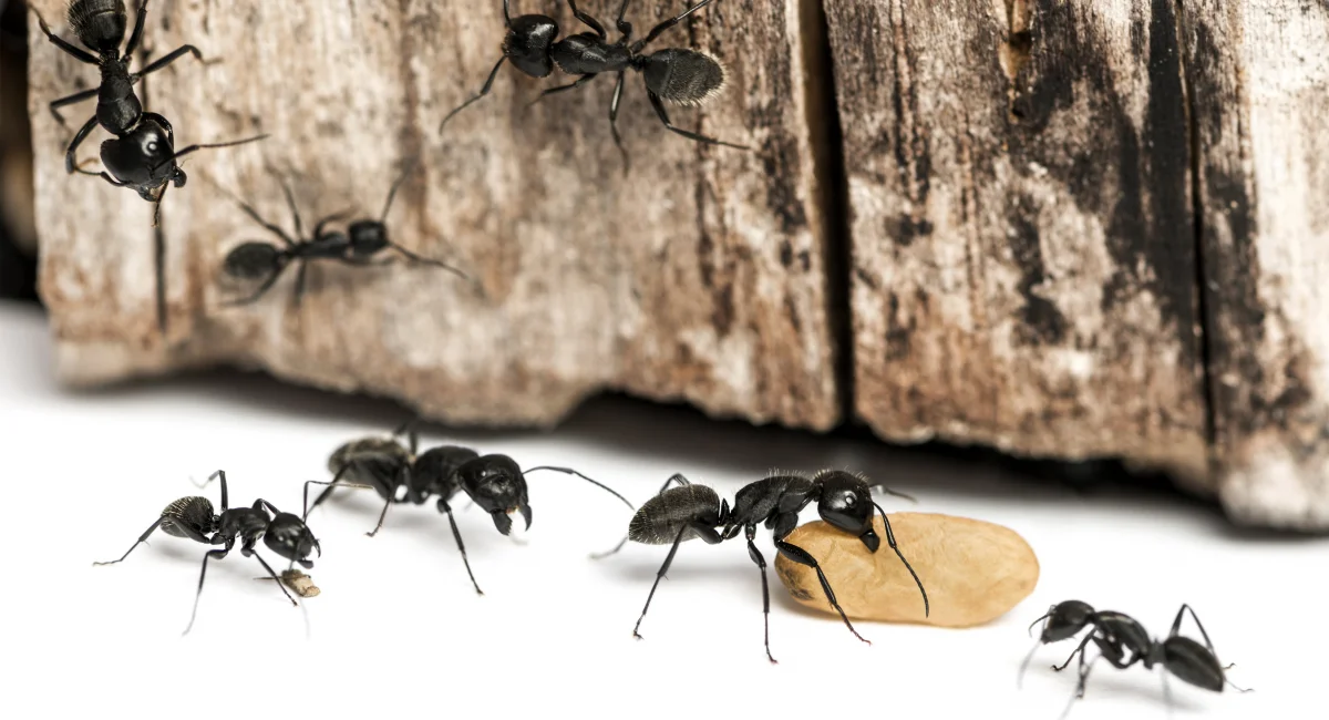 A close-up of carpenter ants
