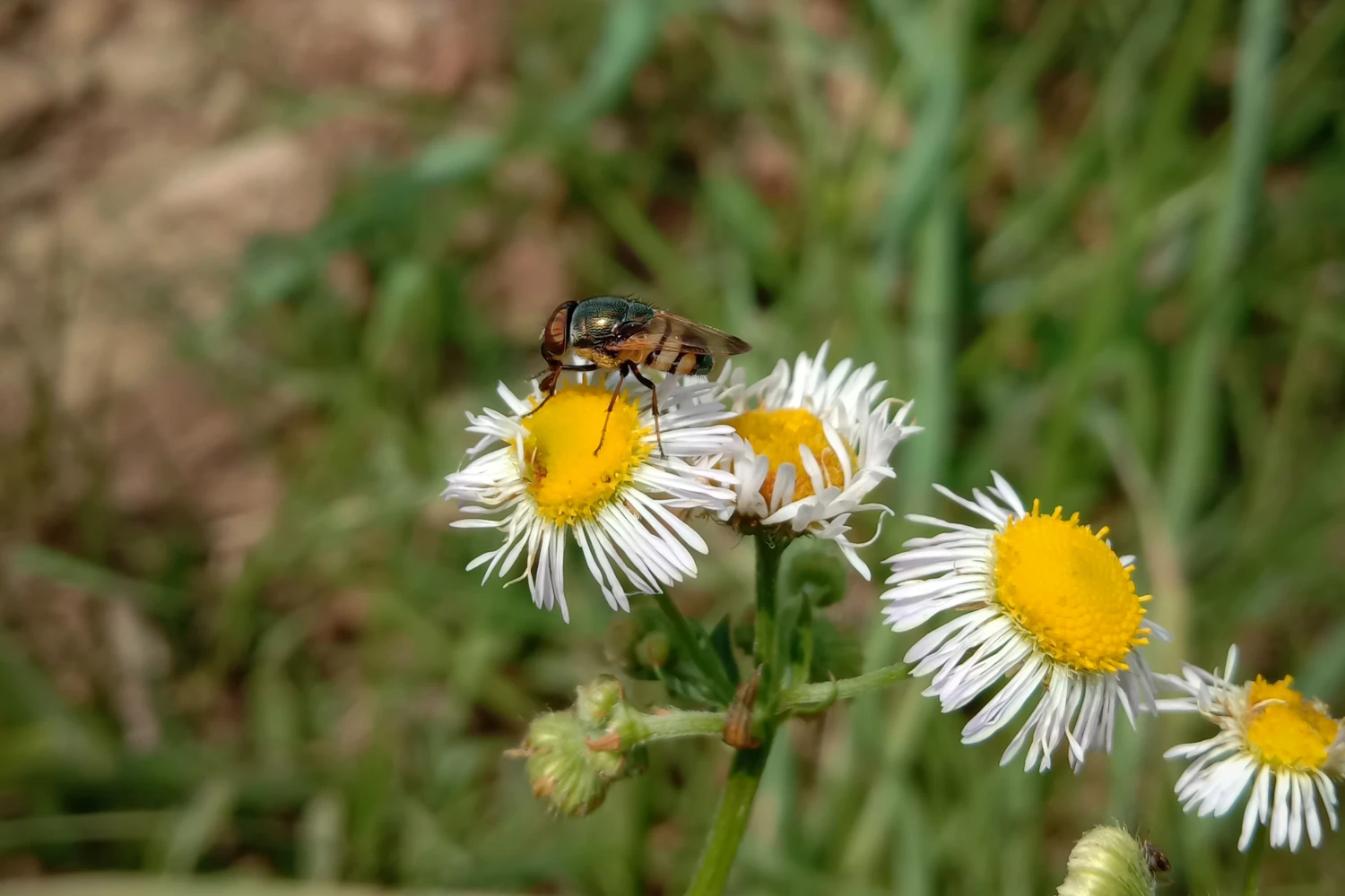 A phorid fly, with a shiny thorax and striped abdomen, perched on a daisy.