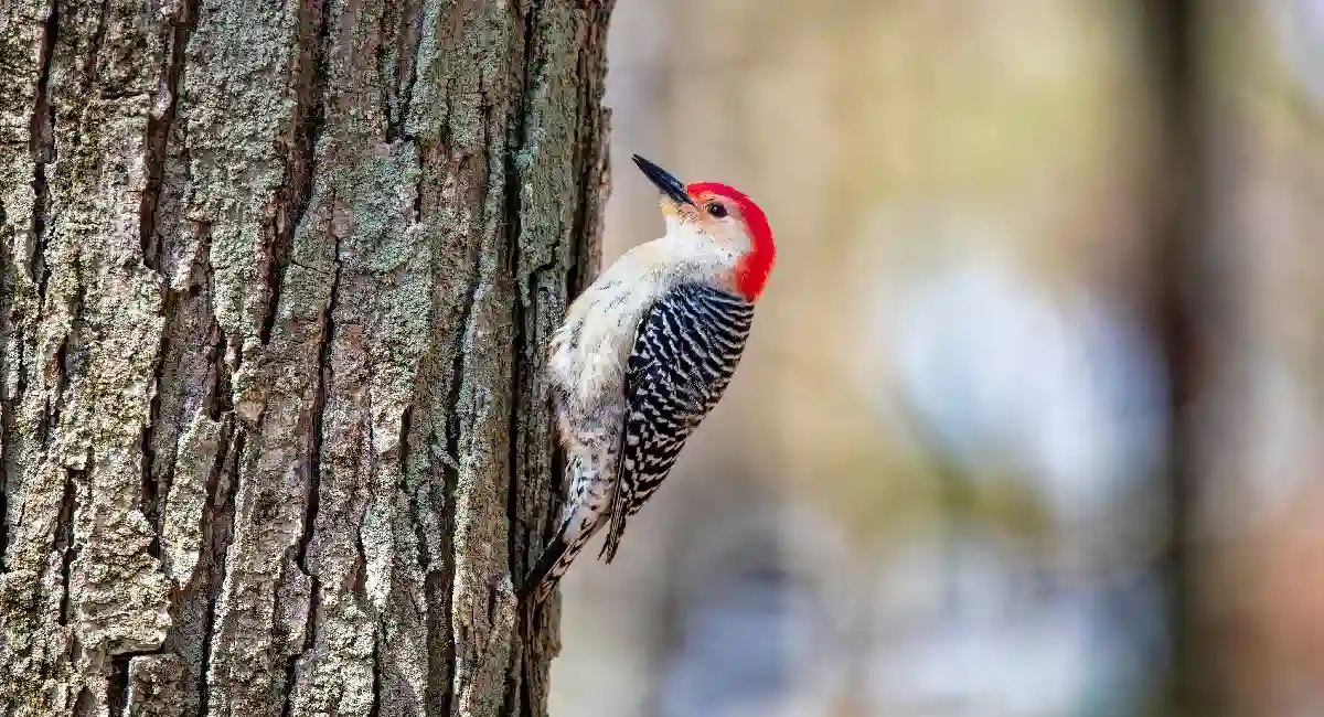 woodpeckers