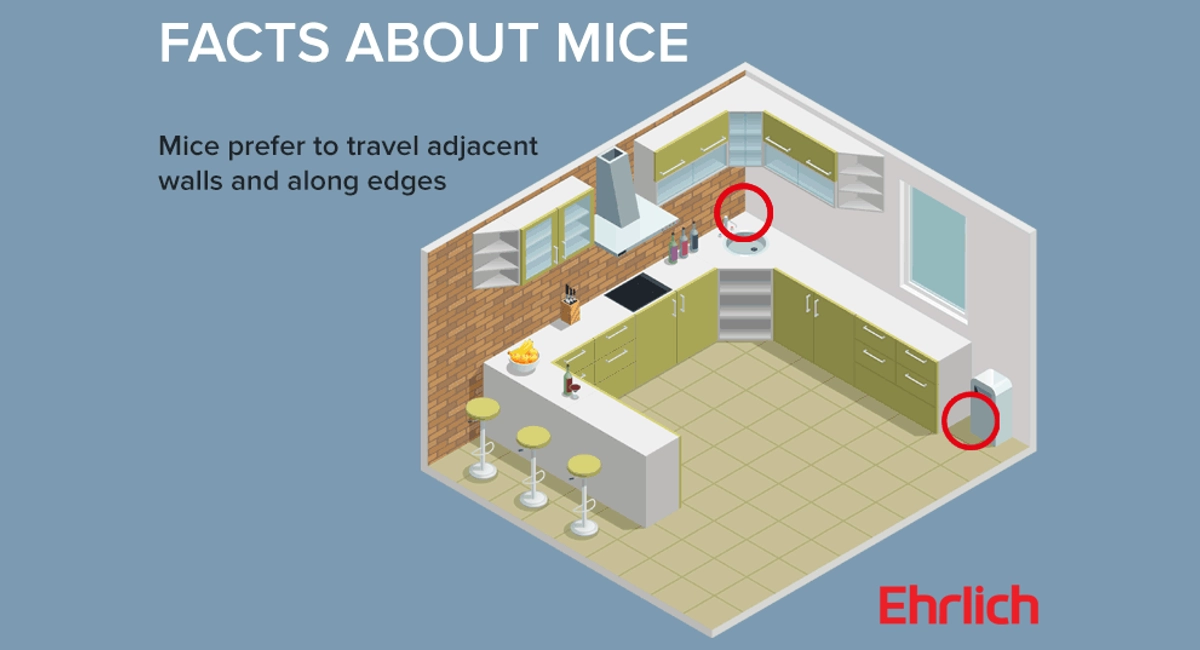 Facts about mice