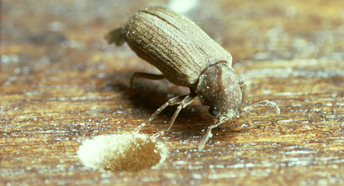 Furniture Beetle
