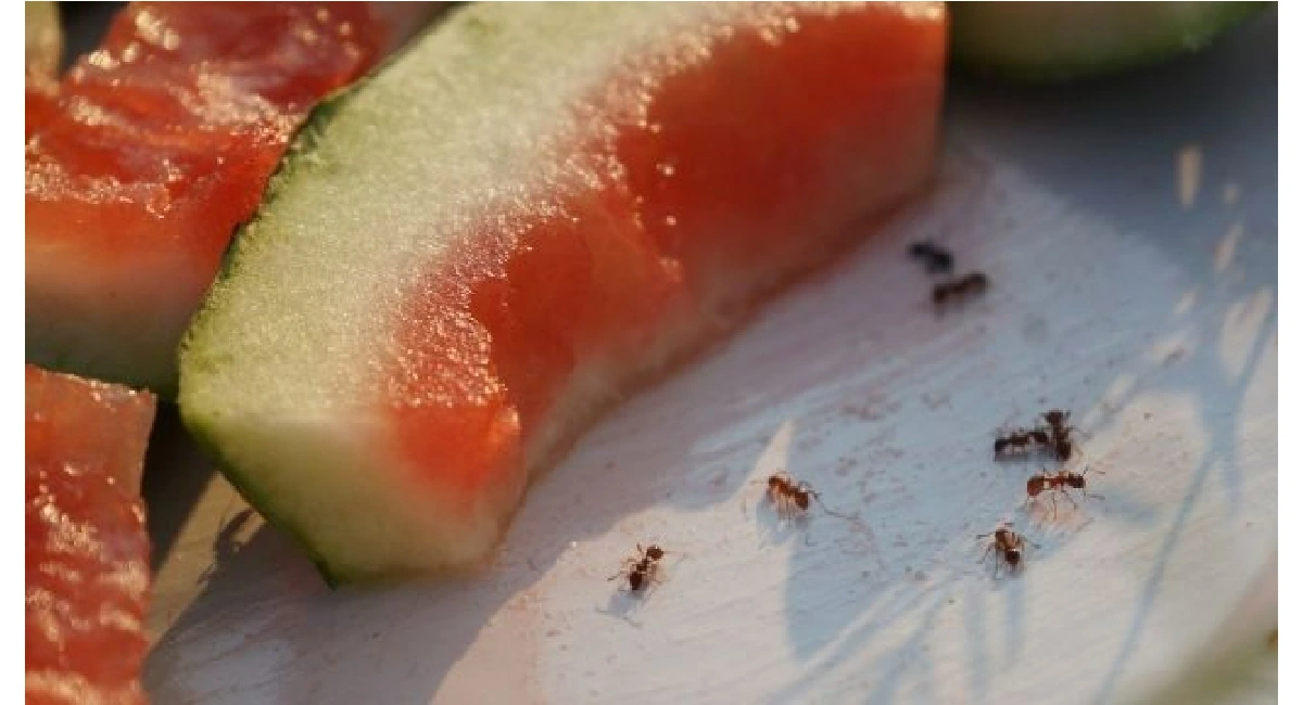 Ants
