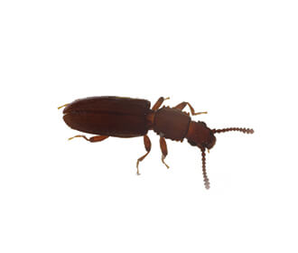 Merchant Grain Beetle