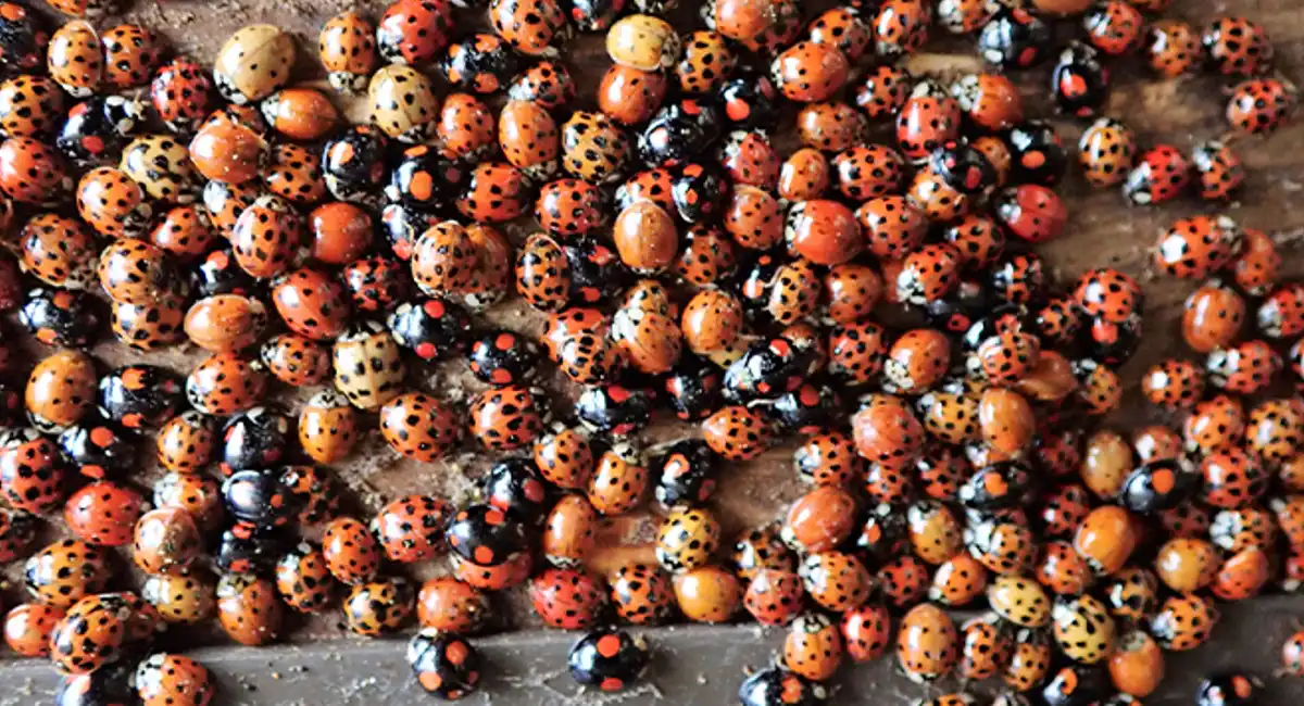 a lot of ladybugs