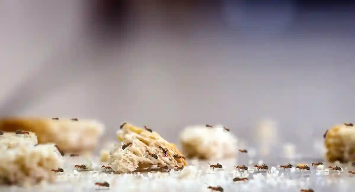 Ants