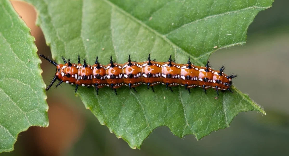Gulf Fritillary Caterpillar