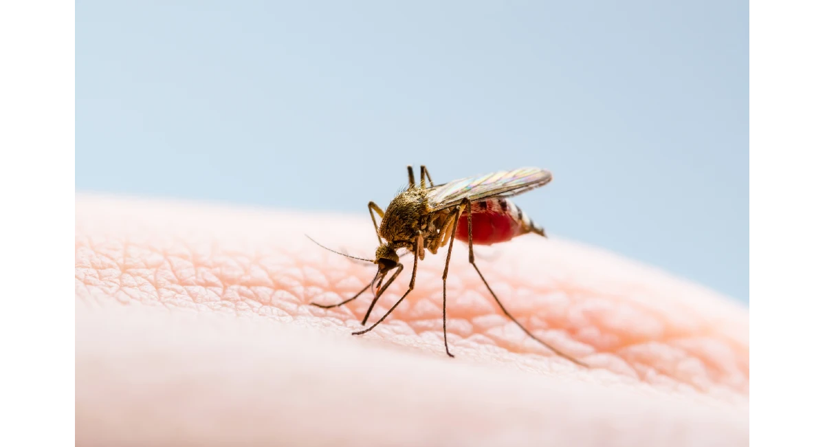 Black and red mosquito on human skin