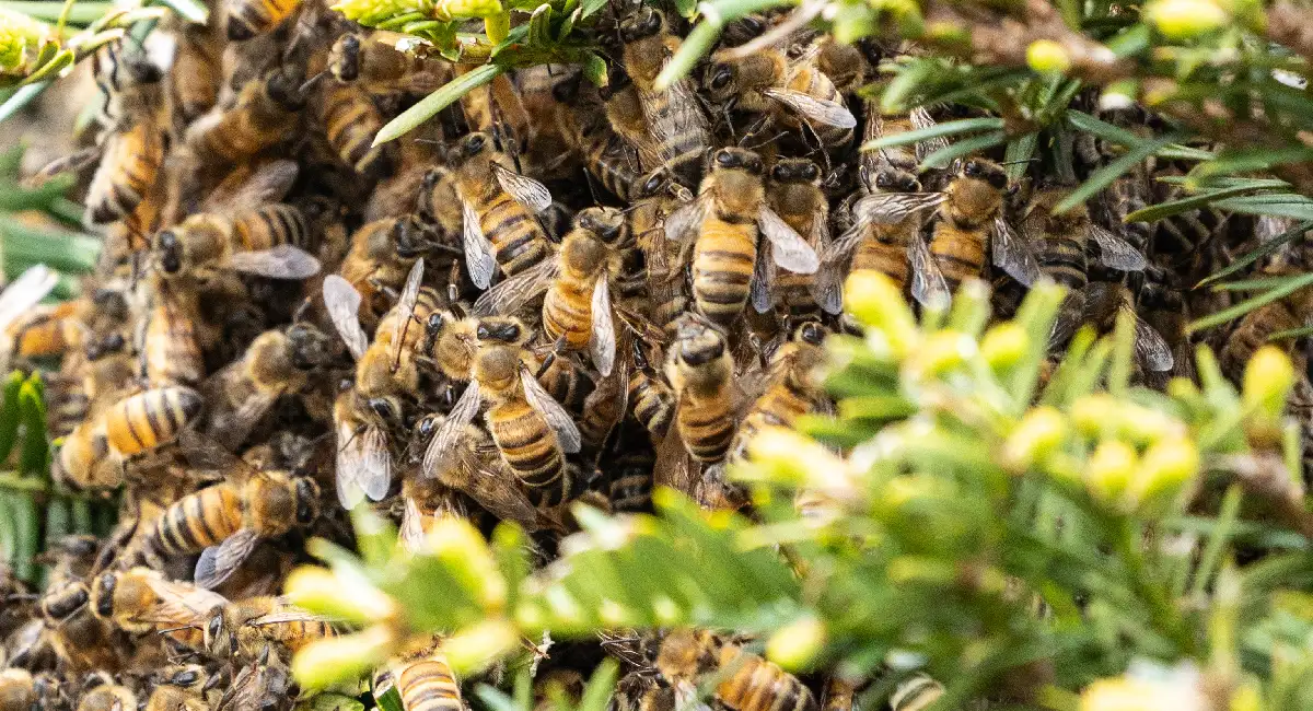Bees