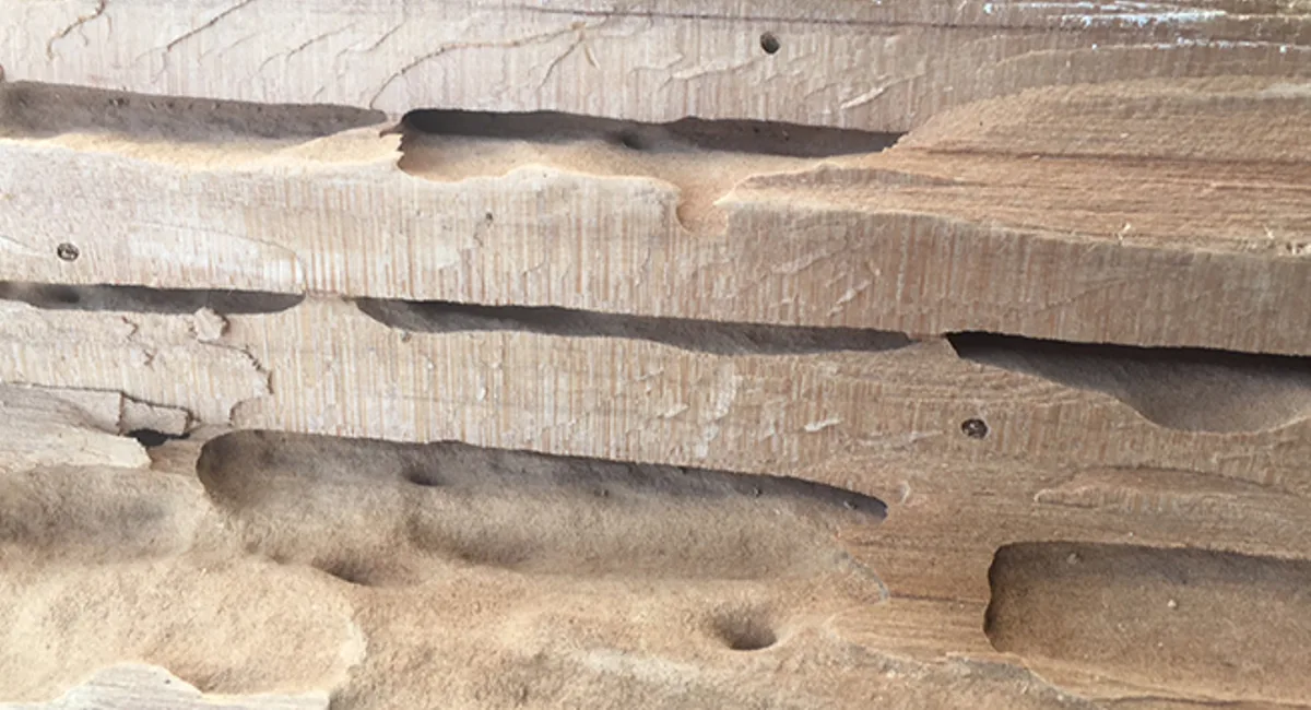 termite tunnels in wood