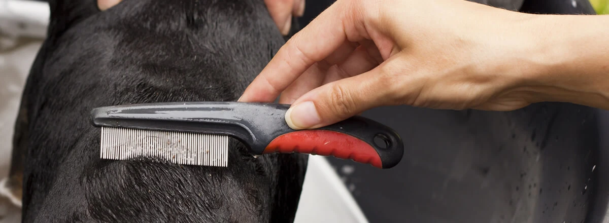 Dog treated by vets