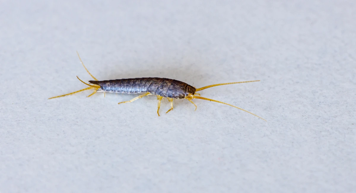 Silverfish