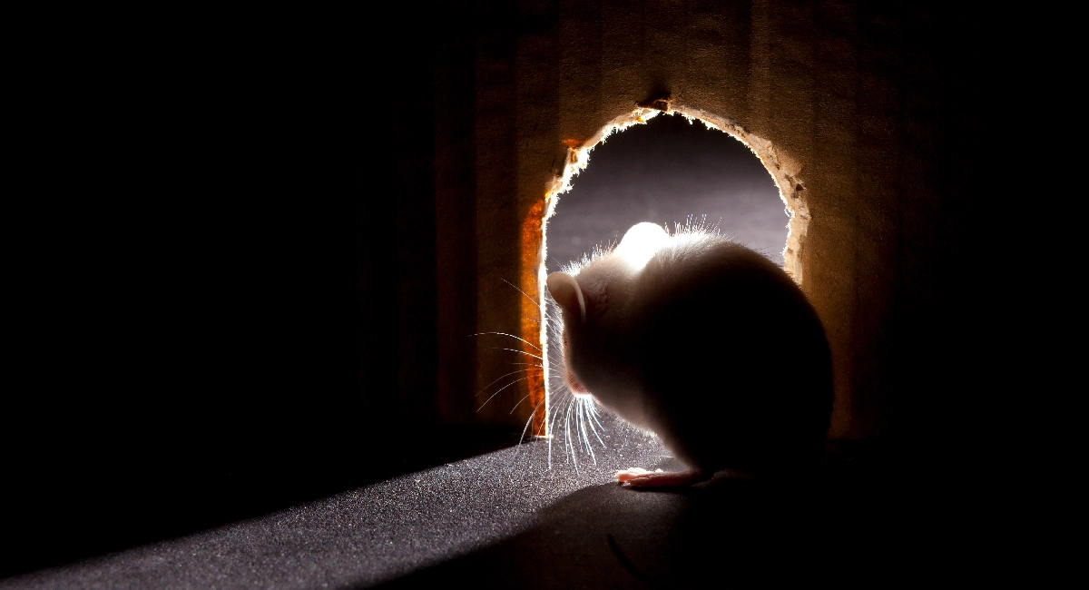 Mouse looking out of hole