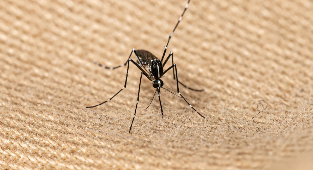Adult Asian Tiger Mosquito of the species Aedes albopictus 