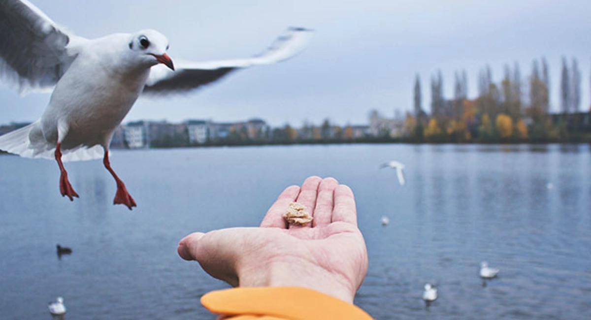 Bird eating