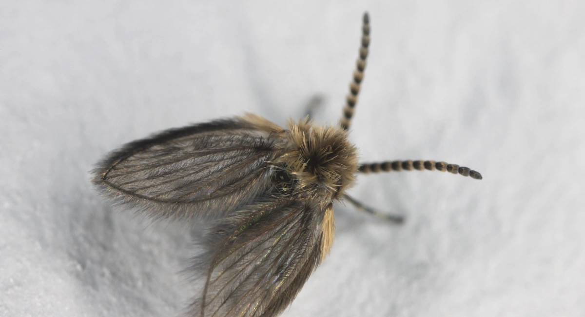 A drain fly, with a fuzzy, moth-like appearance.
