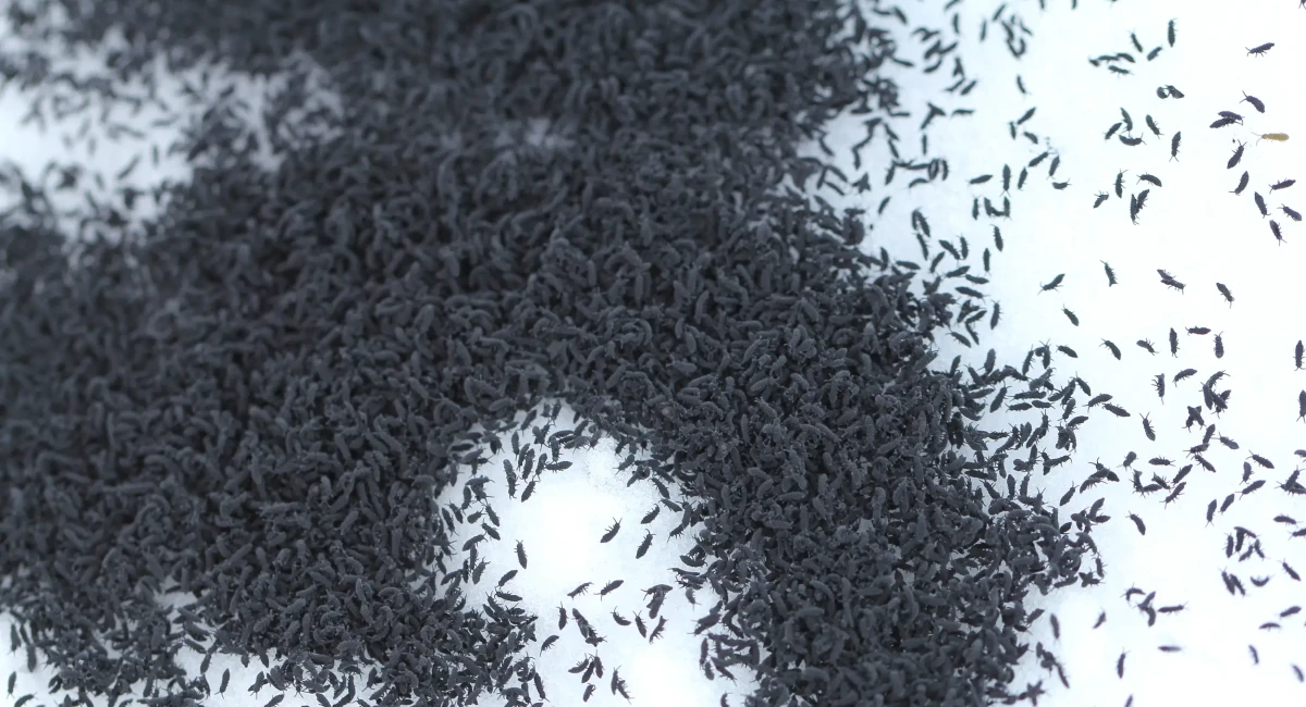 Swarm of snow fleas