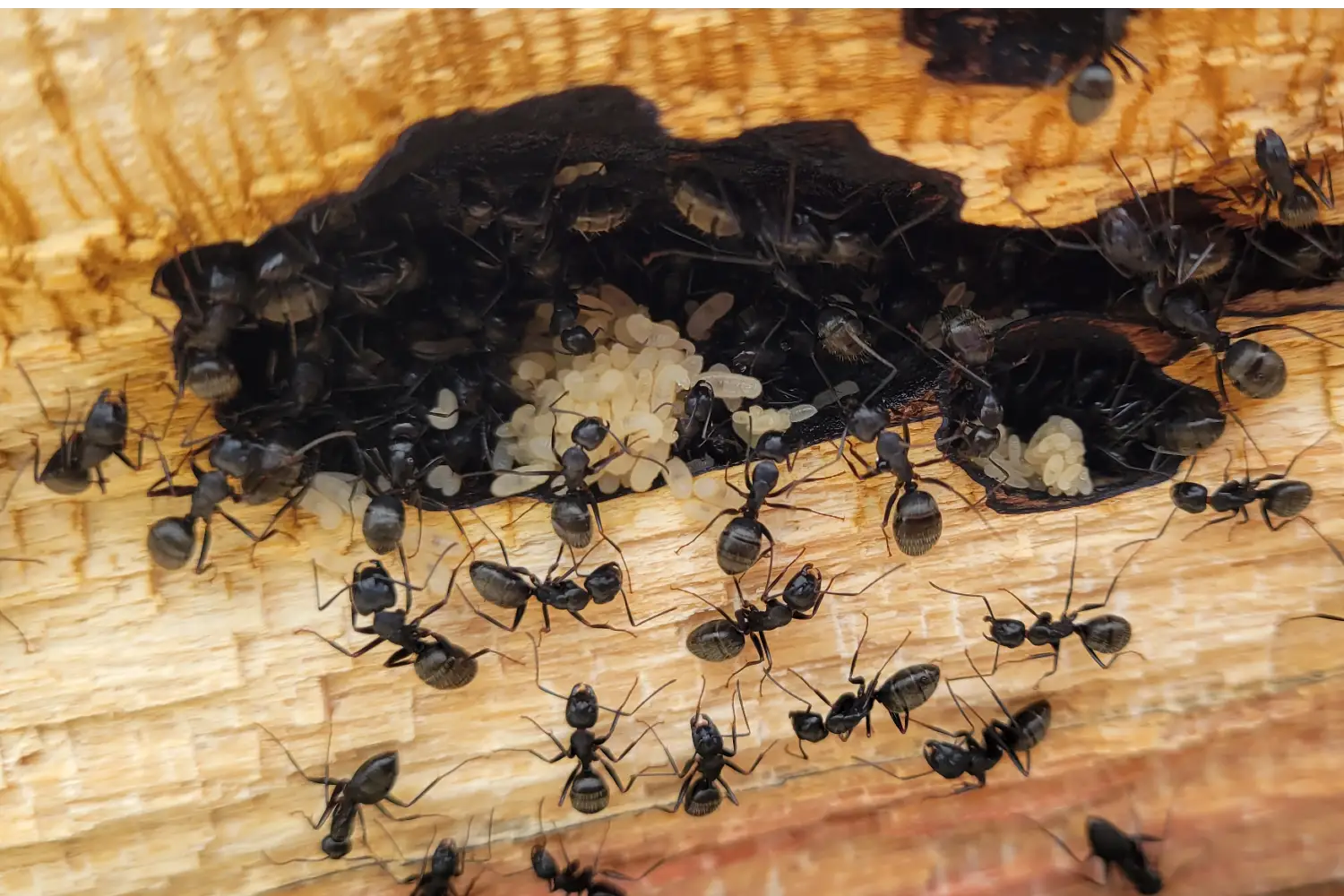 Carpenter ants