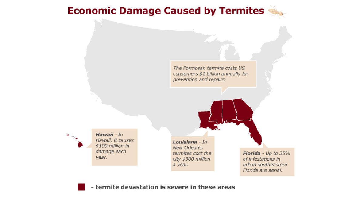 Economic damage casued by termites