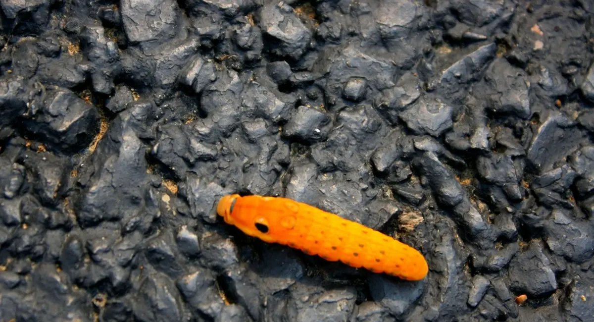 Spicebush Swallowtail Caterpillar