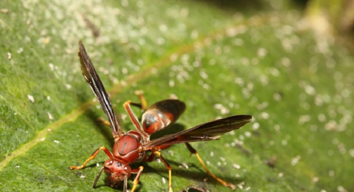 paper wasp