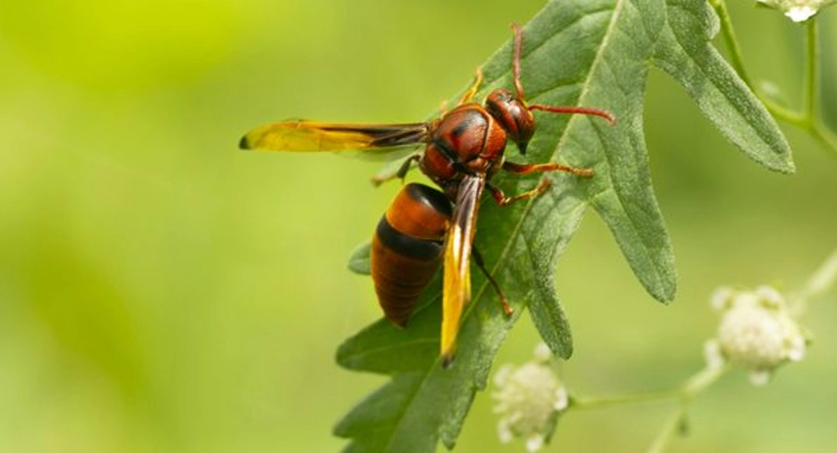 different types of wasps - paper wasp