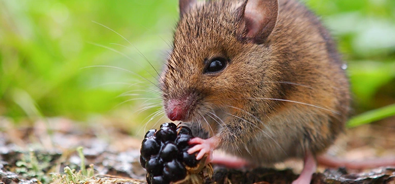 mouse eating a berry