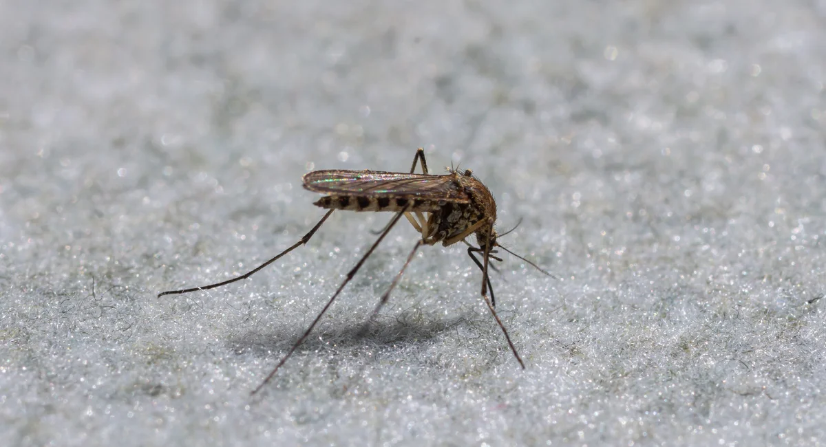 A mosquito resting on a frost-covered surface, showing its full body profile