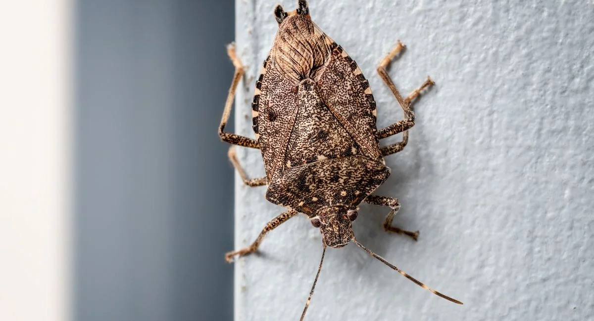 brown stink bug crawling on a wall