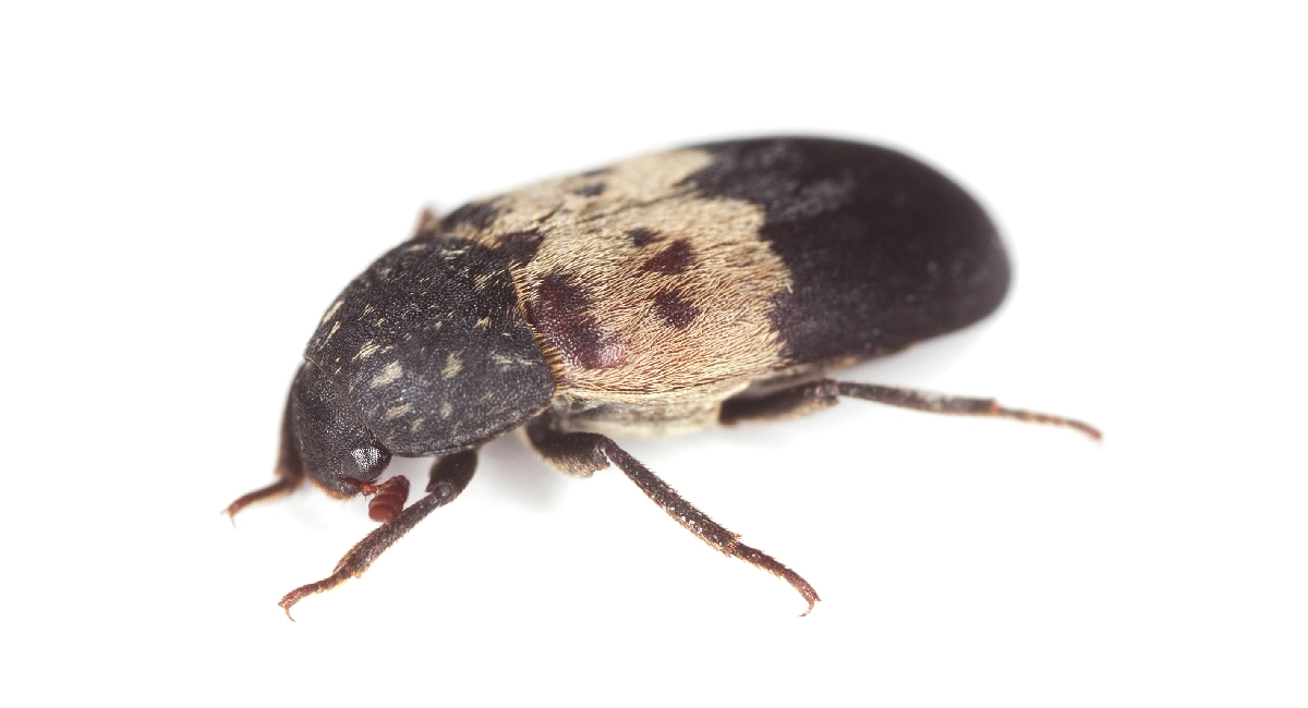 Larder Beetle