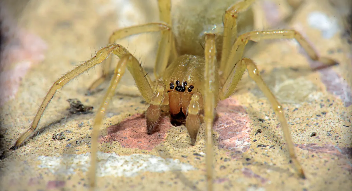 A yellow sac spider, pale yellow with black eyes, stationary on the ground