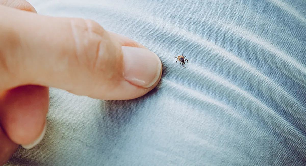 tick crawling on blue jeans